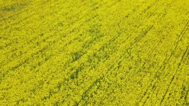 Aerial Orbit Fly Over Bright Yellow Blooming Rapeseed Field On A Spring Day — Stock Video