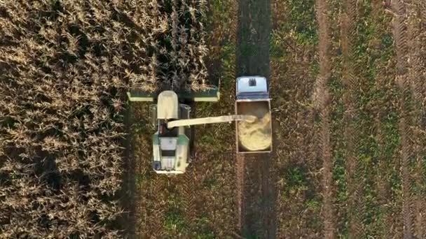 Aerial Top View Harvester Collect Ripe Corn Field And Pour It In Tractor Trailer — Stok Video