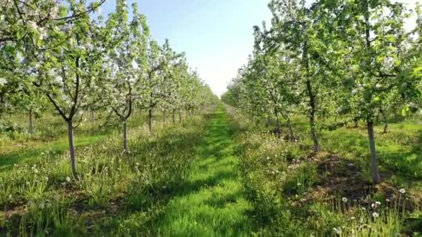 Güneşli bir bahar gününde beyaz çiçeklerle açan elma bahçesi. — Stok video