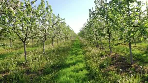 Jablečný sad kvete s bílými květy na slunné jaro Evropy — Stock video