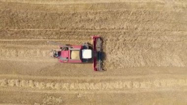 Çiftlik hasatçısı, kırsal alan havacılık manzarasında olgunlaşmış buğday taneleri topluyor