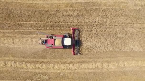 Farm Harvester coleta orelhas de trigo maduras de grãos no campo rural vista superior aérea — Vídeo de Stock