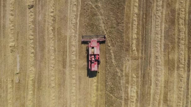 Çiftlik hasatçısı, kırsal alan havacılık manzarasında olgunlaşmış buğday taneleri topluyor — Stok video