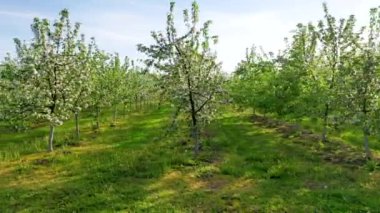 Aerial View Apple Garden Blooming With White Flowers On A Sunny Spring Day
