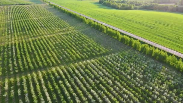 Aérea sobre el jardín de frutas de flor grande y el camino rural en el campo agrícola verde — Vídeo de stock