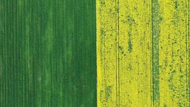 Aerial Over Field In Half Green And Yellow Color Bloom Rape And Ripening Wheat — Stockvideo