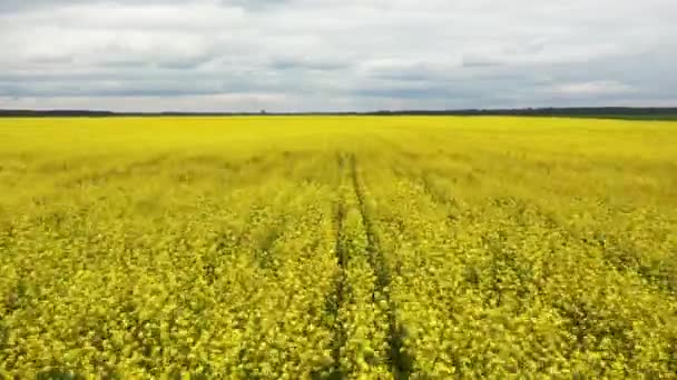 Vuele rápido aéreo sobre el brillante campo de colza de flor amarilla en un día de primavera — Vídeos de Stock