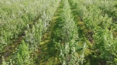 Güneşli bir bahar gününde çiçek açan bir sürü ağaçlı Apple Garden.