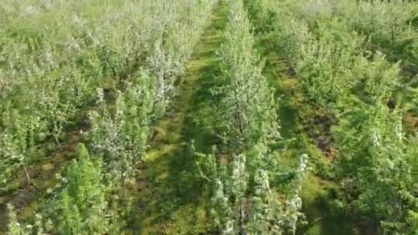 Apple Κήπος με πολλά δέντρα ανθίζουν λευκά λουλούδια σε μια ηλιόλουστη Άνοιξη της Ευρώπης Aerial — Αρχείο Βίντεο