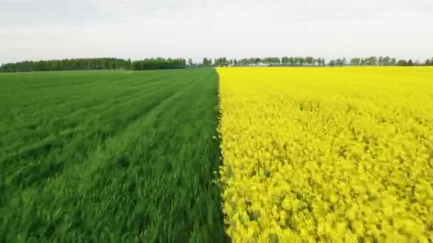 Aerial Over Field In Half Green And Yellow Color Bloom Rape And Ripening Wheat — Stockvideo