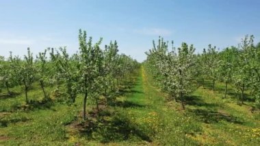 Aerial View Apple Cherry Garden Blooming With White Flowers On Sunny Spring Day