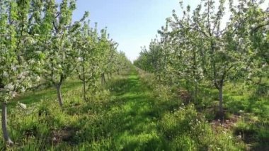 Apple Garden Blooming With White Flowers On A Sunny Spring Day Shot In Motion