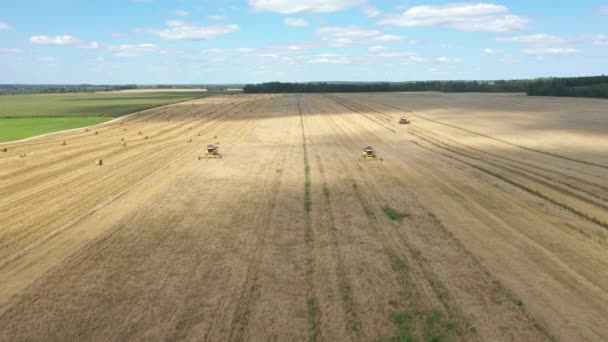 Colheitadeira agrícola da máquina da ceifeira das colheitas de grãos no campo vista aérea — Vídeo de Stock