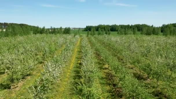 Aerial View Apple Cherry Garden Blooming With White Flowers On Sunny Spring Day — Stockvideo