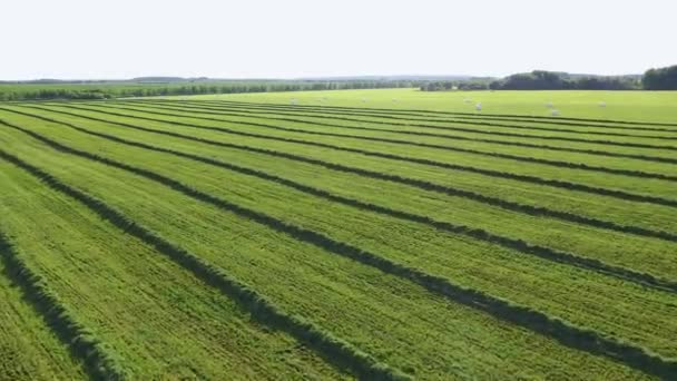 Сільськогосподарське поле зі свіжою вирізаною травою у прямих лініях сушить у повітрі сонця — стокове відео