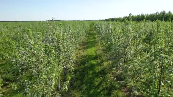 Appel boomgaard bloeien met witte bloemen op een zonnige Lente in Europa Luchtfoto — Stockvideo