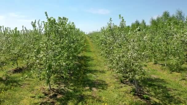 Яблочный вишневый сад с белыми цветами в солнечный весенний день — стоковое видео