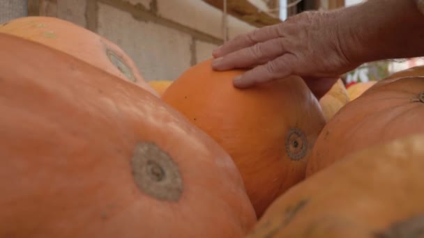 Handen van een oudere boer Kies rijpe pompoen close-up — Stockvideo