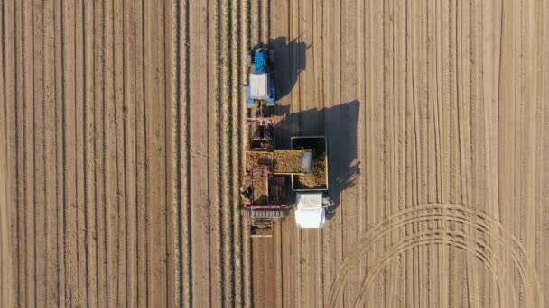 Collecte et déchargement de la récolte de pommes de terre mûres par des tracteurs dans un champ rural — Video