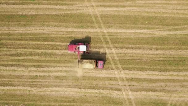 Combineer oogstmachine verzamelen van eigen graan hooi en giet het in trekker aanhangwagen — Stockvideo