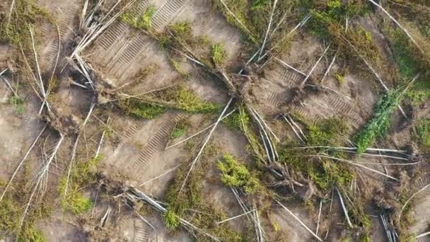 Vol Aérien Au-dessus D'une Forêt Tombée Avec Arbres Tombés 