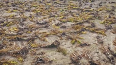 Devrilen ağaçlarla dolu bir ormanın üzerinde uçan hava aracı.