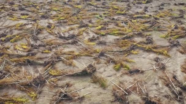 Aereo che vola sopra una foresta abbattuta con alberi caduti — Video Stock