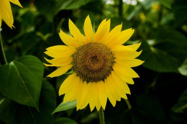 Ayçiçeği alan manzara ayçiçeği, büyüme, alanlar, peyzaj, tarım, arka plan, güzel, Güzellik, mavi, açık, portre, renkli, flora