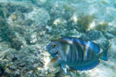 Atlantik mavisi tang (Acanthurus coeruleus), yüzeysel odak
