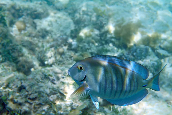 Gambo Azzurro Atlantico Acanthurus Coeruleus Poco Profondo — Foto Stock