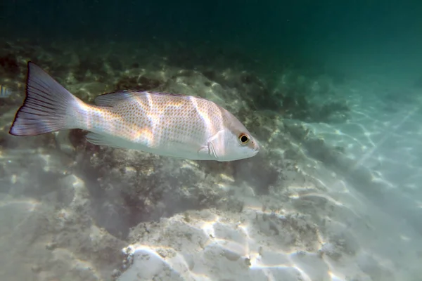 海の底 砂と海藻の背景にスナッパー魚 浅い焦点 — ストック写真