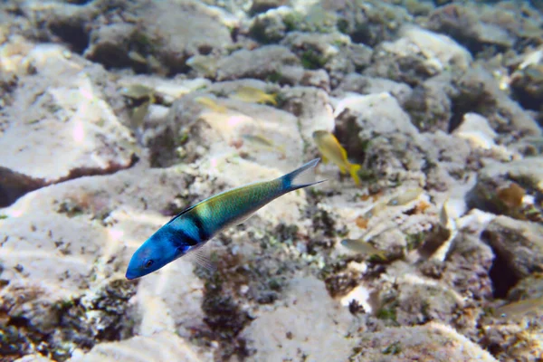 青い頭は海底の岩の背景に魚をラス 浅い焦点 — ストック写真