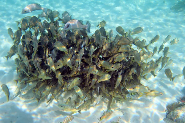 Skola Fiskar Havet Sand Bakgrund Grund Fokus — Stockfoto