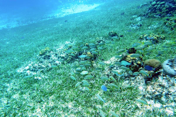 School Fish Grass Sand Background Shallow Focus — Stock Photo, Image