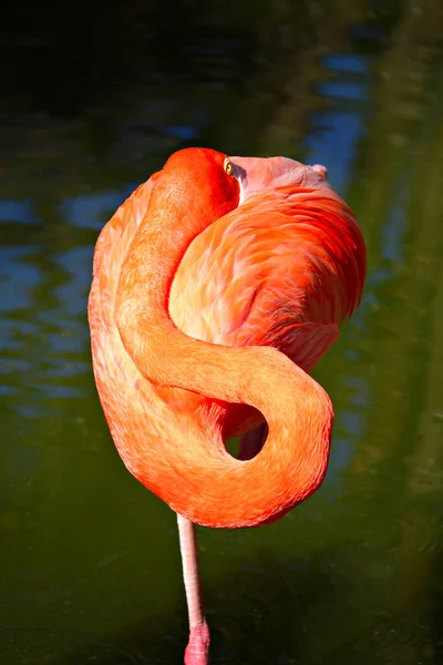 Flamingo Caraibico Concentrazione Superficiale — Foto Stock