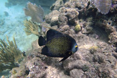 Deniz yosunu ve mercan arka planında Fransız Melek Balığı, sığ odak                    