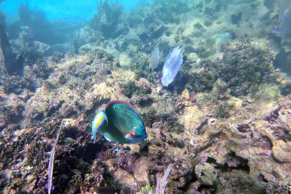 海藻やサンゴの背景にオウムの魚 浅い焦点 — ストック写真