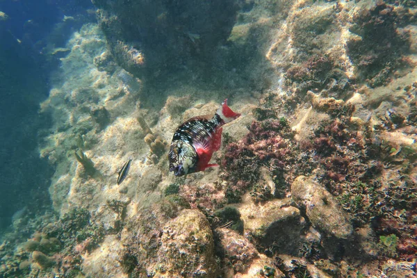 海藻やサンゴの背景にオウムの魚 浅い焦点 — ストック写真