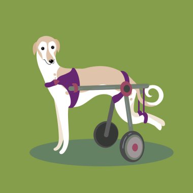Özürlü Engelli köpek tekerlekli