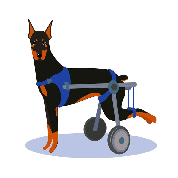 Behinderter Hund. Dobermann — Stockvektor