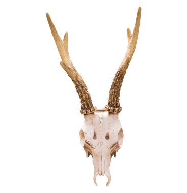 Beyaz arka plan üzerinde izole kafatası. Boynuzları olan beyaz kafatası. 