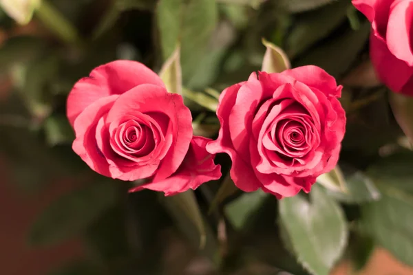 Schöne Rote Rosen Offene Rote Rosen Symbol Der Liebe Dekorationselement — Stockfoto