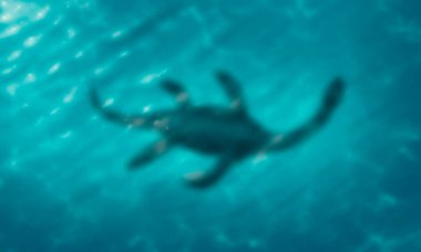 Gölün sualtı canavarı gölün silueti..