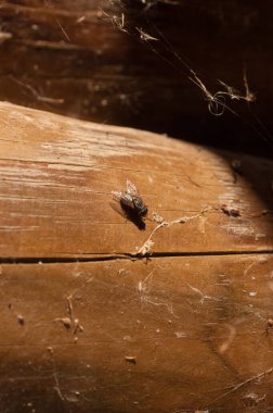 Eski tahta üzerinde uç