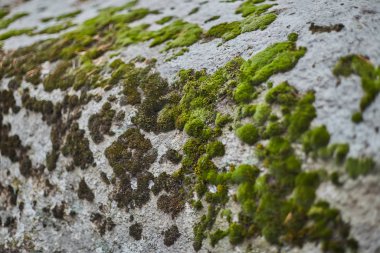 Gri kaya üzerinde yeşil yosun