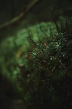 Yeşil yosunlarla kaplı ağaç kabuğunu kapat.