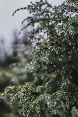 Yağmurdan sonra çiğ damlalarıyla kaplı ardıç çalısı.