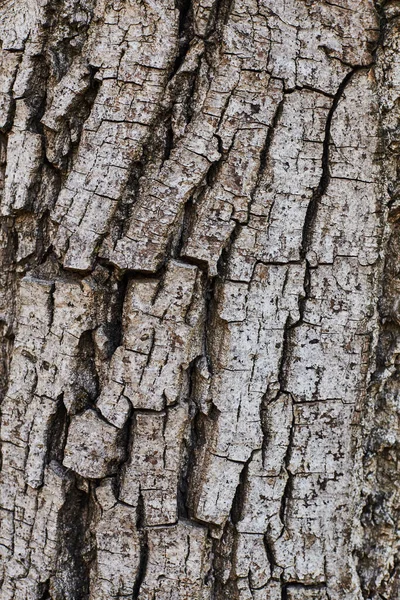 Close up of the texture of bark — Stock Photo, Image