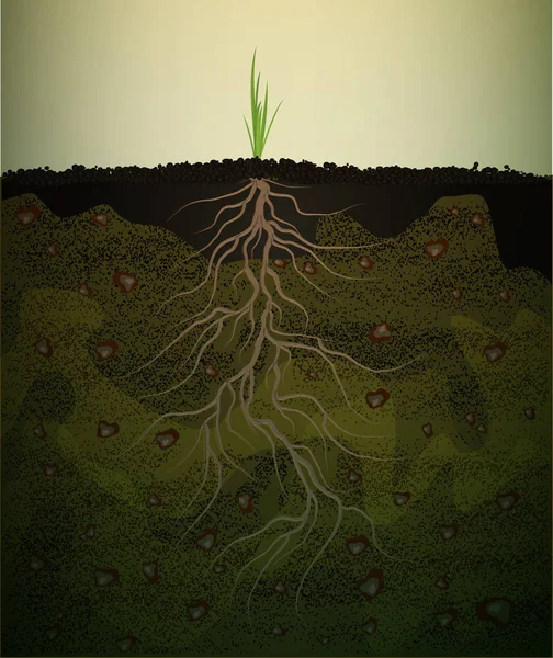 Silne korzenie w glebie, małe zielone roślin z korzenia długie, silne korzenie pomysł, — Wektor stockowy