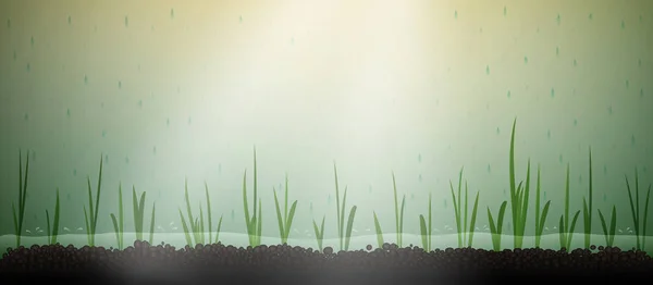 水稻在水土中生长, 生长生态稻, — 图库矢量图片